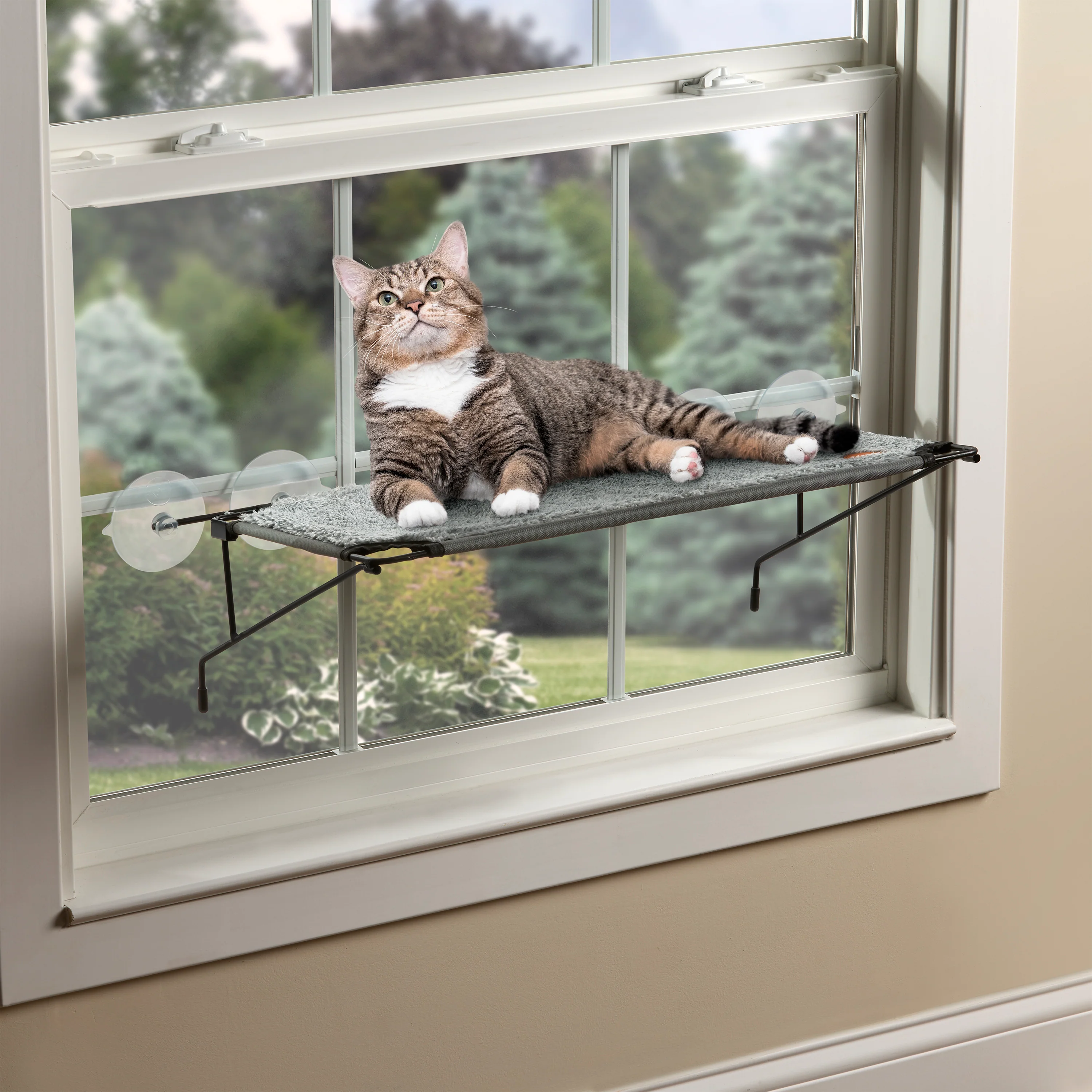 New Cat Products
